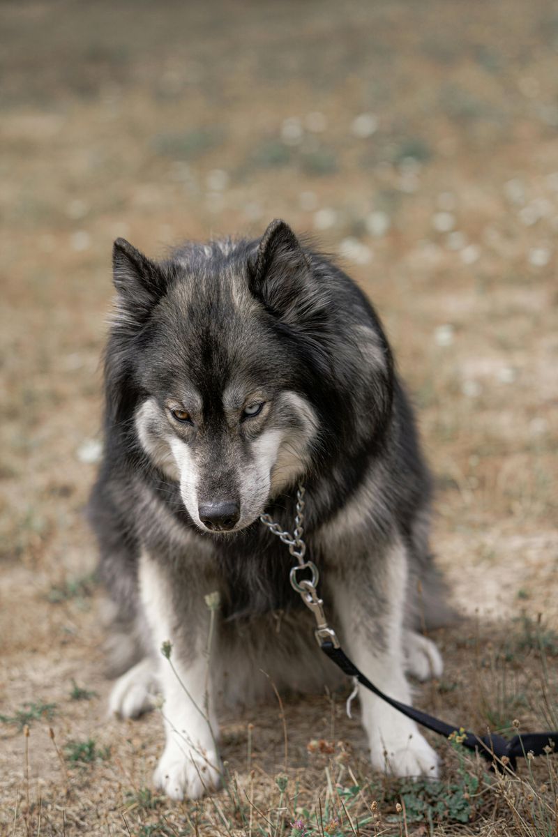 25 Fearless Dog Breeds That Take Home Security Seriously 26 Alaskan Malamute