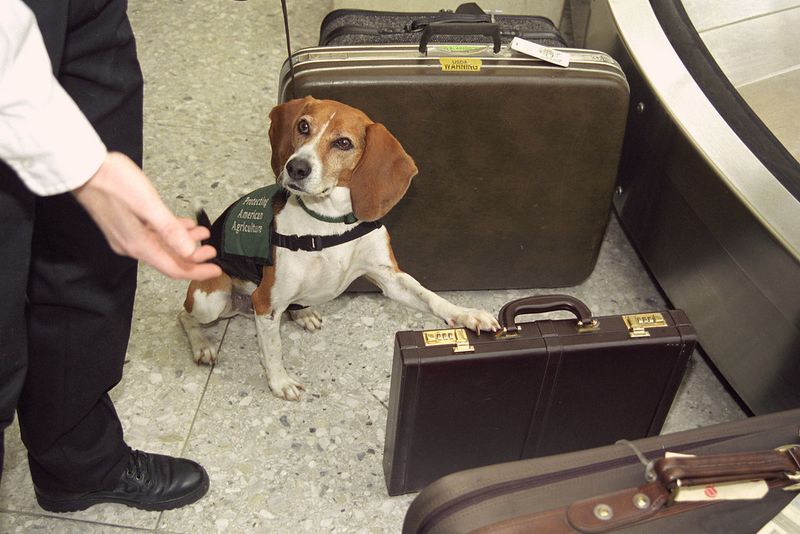 These dog breeds seem built for homes where something is always happening 6 Beagle