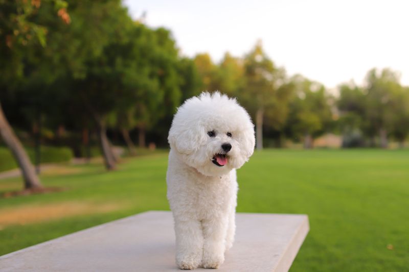 Not every easy dog fits every home – These 10 prove why, plus 4 outstanding alternatives 9 Bichon Frise