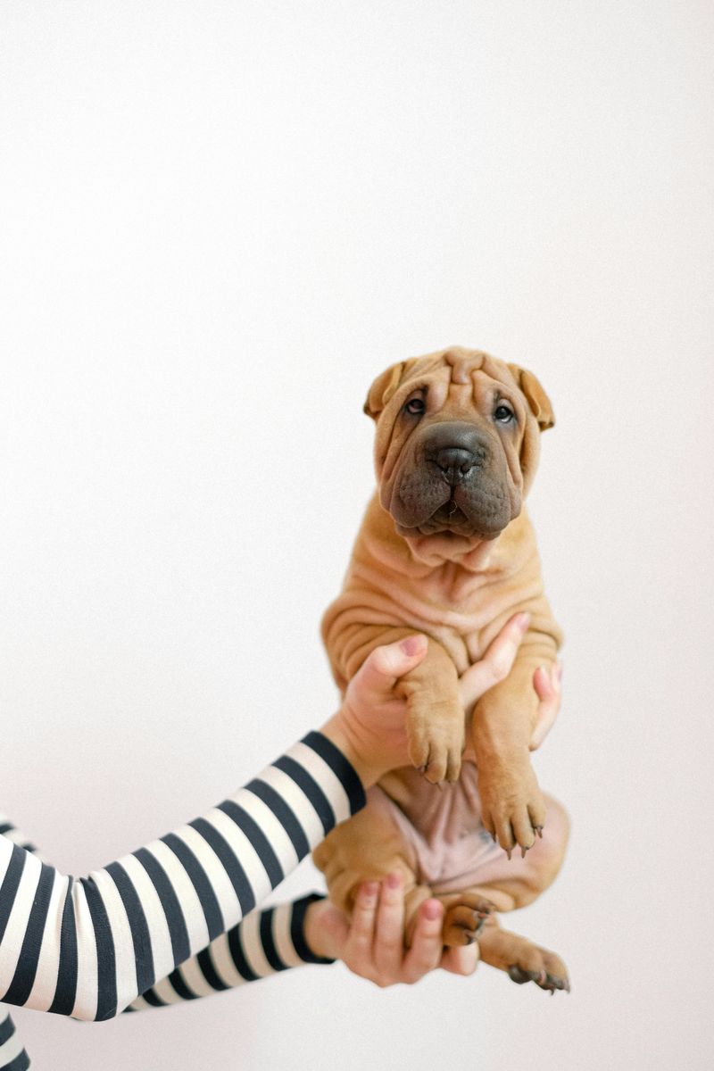 Shar Pei