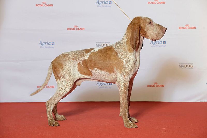 Bracco Italiano