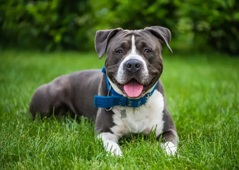 26 Protective Dog Breeds and How to Manage Their High Energy and Instincts 26 Staffordshire Bull Terrier