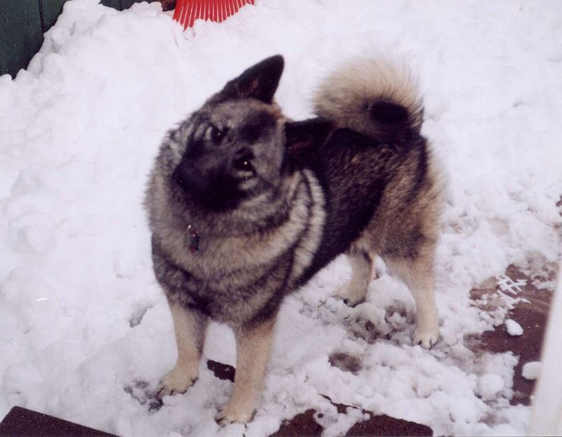 You call it freezing - These dogs may call it perfect walking weather 12 Norwegian Elkhound