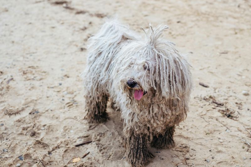 13 dramatic-looking dog breeds that make stormy weather look natural 4 Komondor