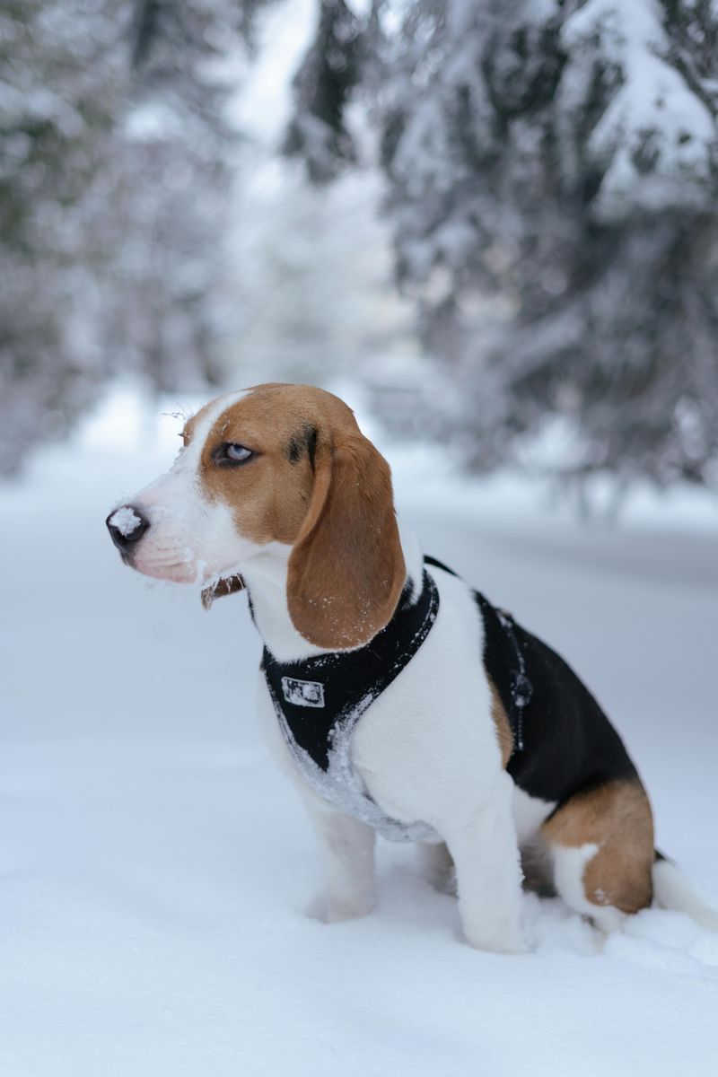 Beagle