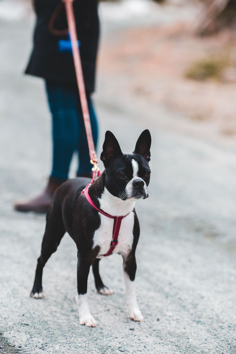 13 unforgettable dog breeds that refuse to fit the usual stereotypes 13 Boston Terrier
