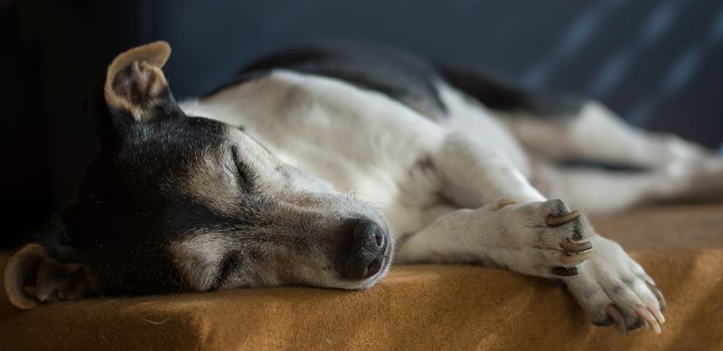 Follow your vet’s guidance