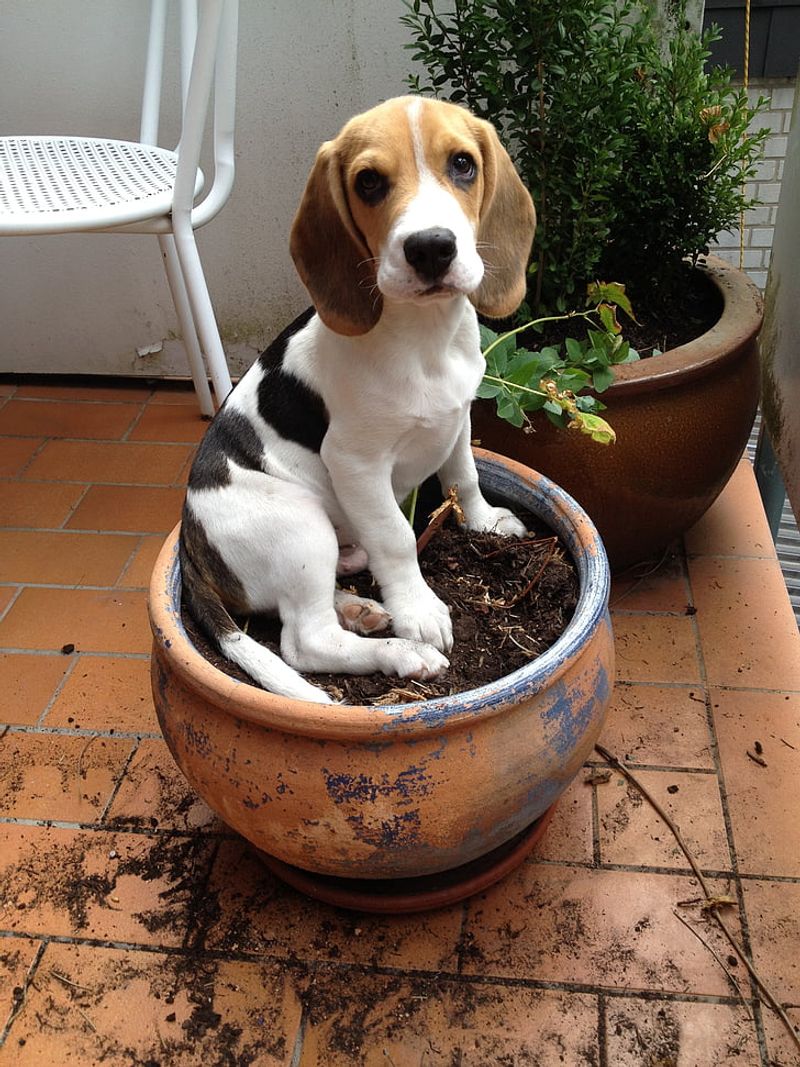 27 Dog Breeds Known for Their Adaptability to Different Lifestyles 7 Beagle