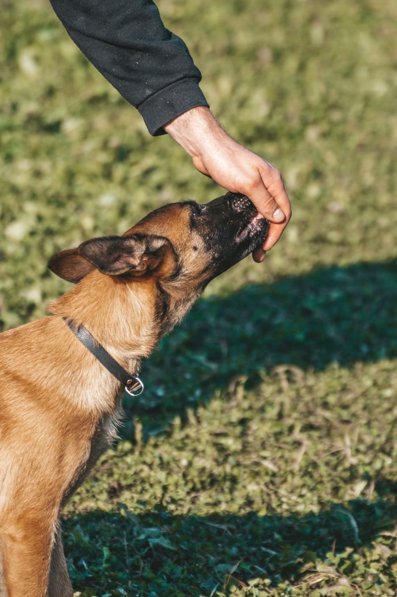 The real personality of these dog breeds only appears after they settle into a family 9 Belgian Malinois