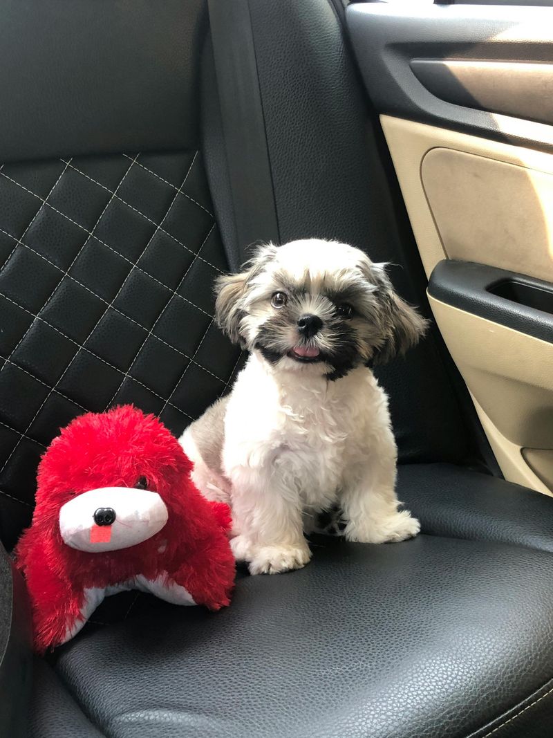 15 Dog Types That Are Happiest Living In Small Apartments 8 Shih Tzu