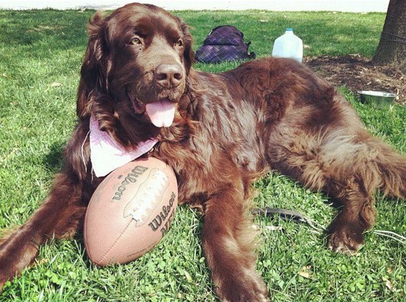 If peaceful days sound better than nonstop activity, these dog breeds deserve a closer look 6 Newfoundland