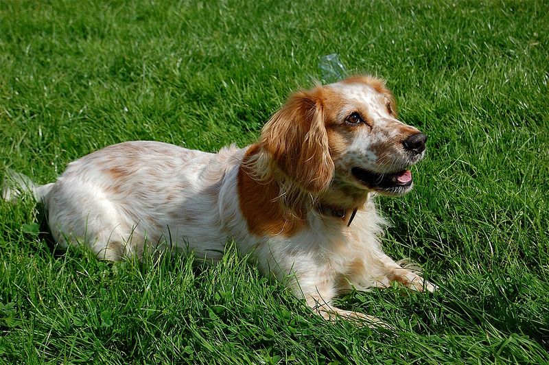 English Cocker Spaniel