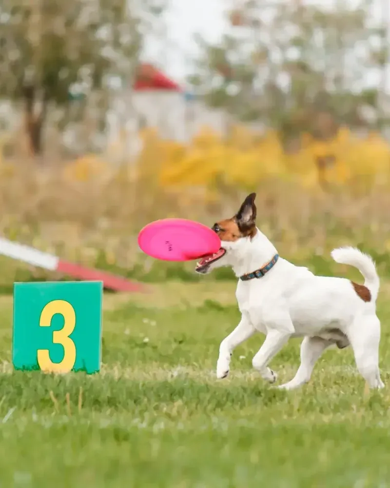 Stop the Jumping: 12 Mistakes That Turn Sweet Dogs Into Guest-Attacking Kangaroos 7 Inconsistent Rules Between Family Members