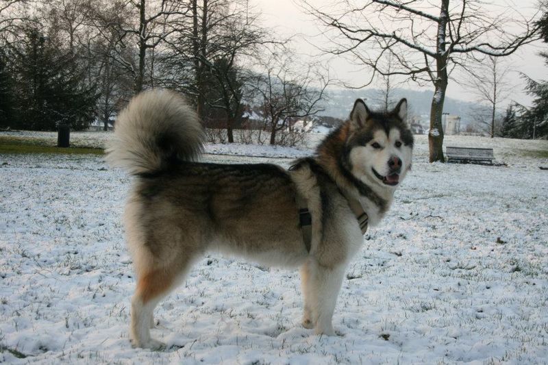 26 Protective Dog Breeds and How to Manage Their High Energy and Instincts 14 Alaskan Malamute