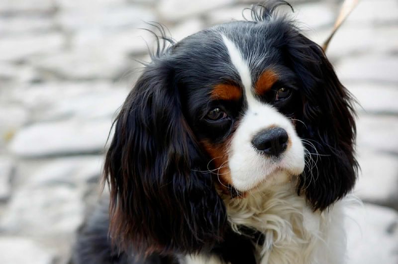 26 Dog Breeds Known for Being Sensitive or Easily Stressed 13 Cavalier King Charles Spaniel