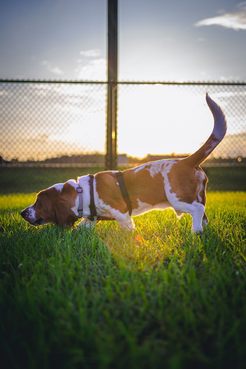 Think your dog has forgotten you're on a walk? Its nose may simply have found a story you can't access 4 Basset Hound - Low rider, high drama