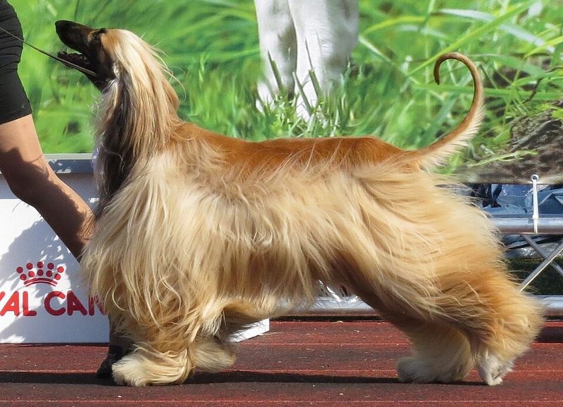 Give these dog breeds time - their most affectionate chapter may begin years after you bring them home 11 Afghan Hound