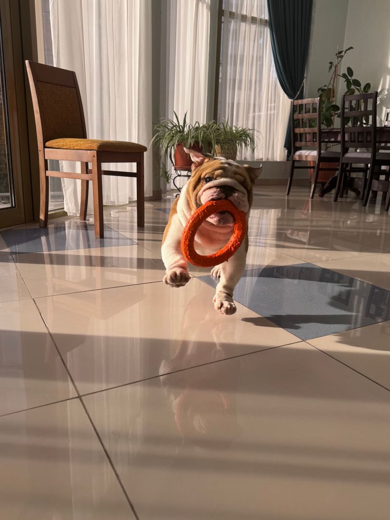 These dog breeds can develop skin problems that owners sometimes mistake for simple flea irritation - Until the real cause appears 7 English Bulldog