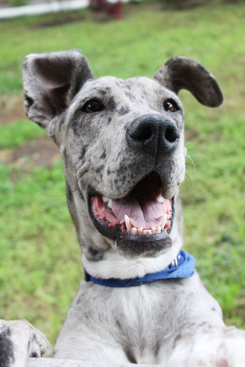 You're stressed, the house is chaotic - but these 11 dog breeds may still be completely unbothered 3 Great Dane: A Giant Couch Potato