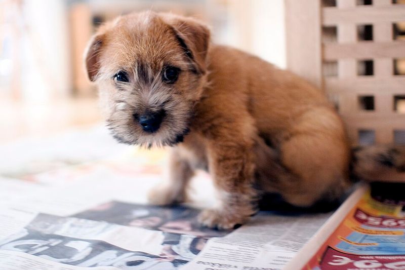 12 Terrier Breeds - The Digging, Chasing, and “Treasure Hunting” Instincts They Can’t Turn Off 5 Norfolk Terrier