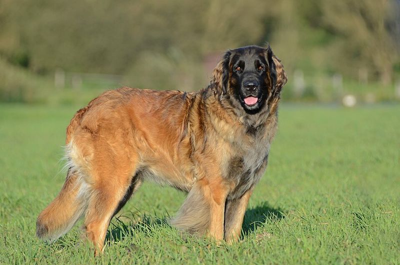 22 Large Dog Breeds That Show How Strength and Gentleness Can Coexist 11 Leonberger