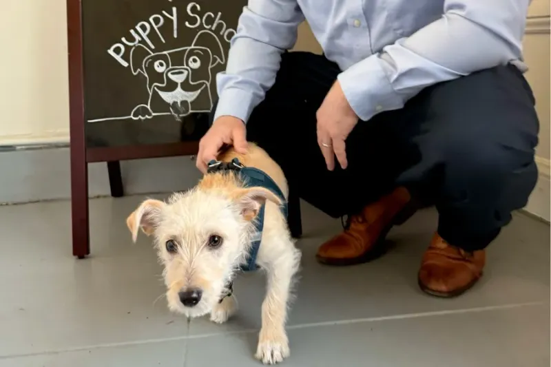 Avoid sudden loud noises or chaos.