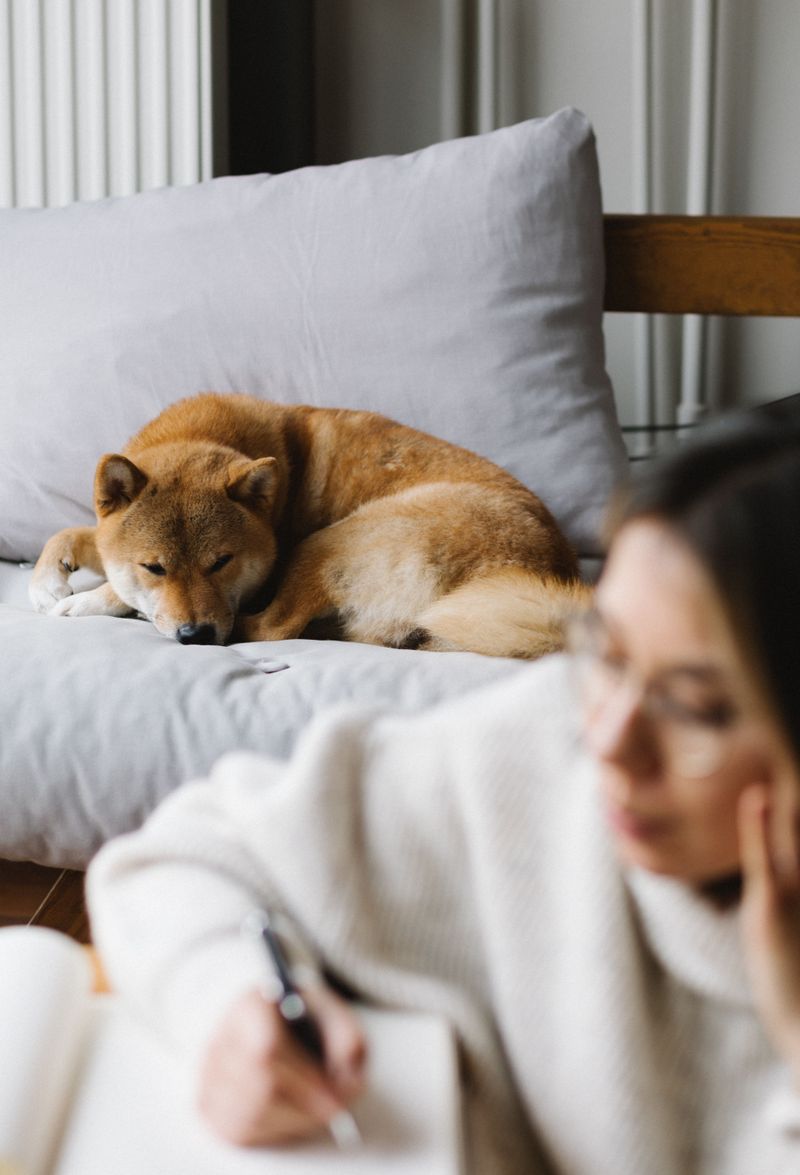 Think you know your dog breeds? These 11 are mistaken more than any others – plus 2 surprising lookalikes 9 Akita