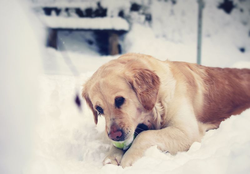 Puppy biting is common with these 11 dog breeds - but good habits start early 3 Golden Retriever
