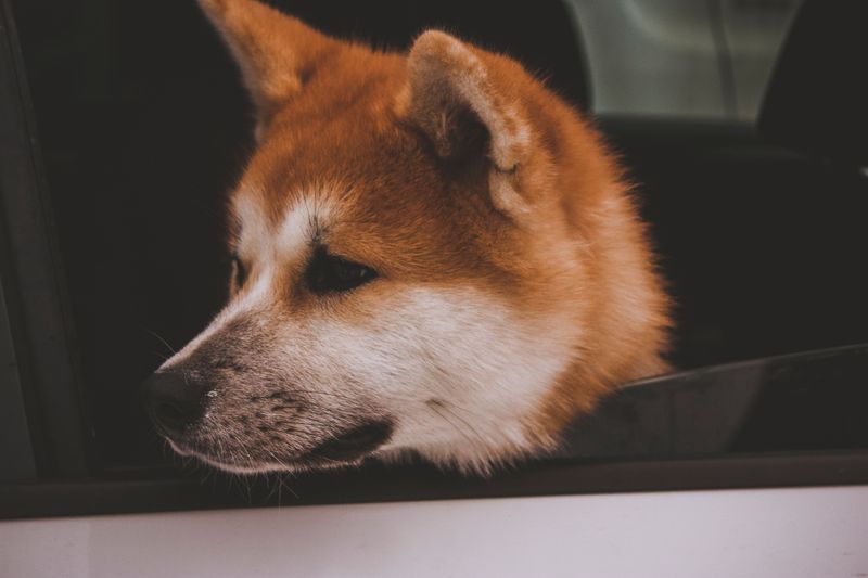 Anyone can be around for the good days - these devoted dog breeds are built for the whole journey 2 Akita