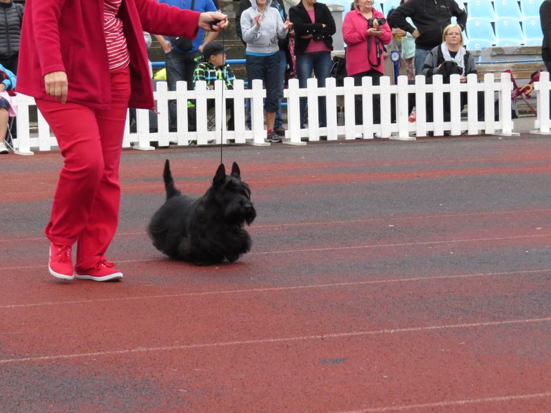 Scottish Terrier