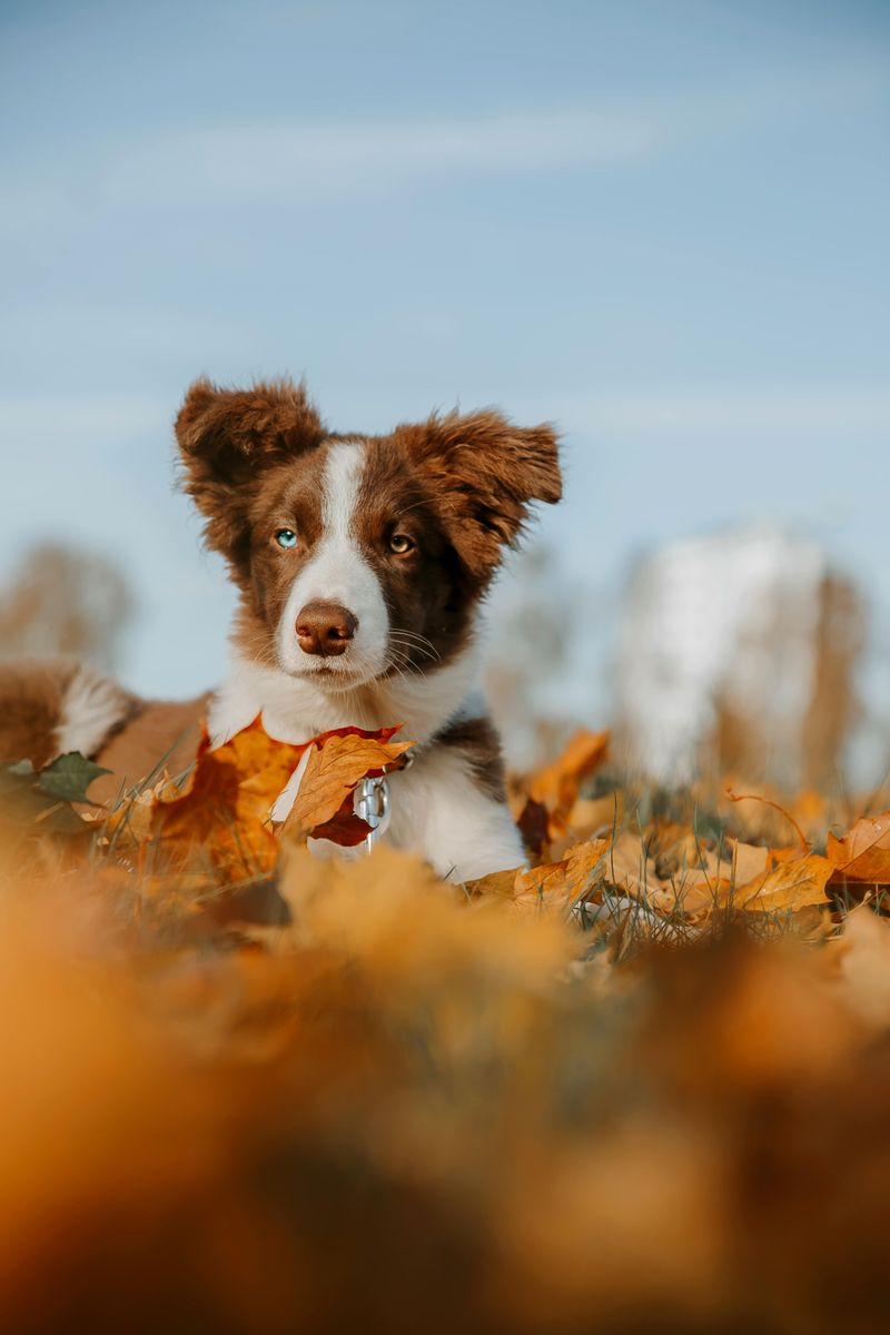 The “Puppy Fear Period” Conversation Is Everywhere - 11 Breeds Owners Say Surprise Them 6 Border Collie