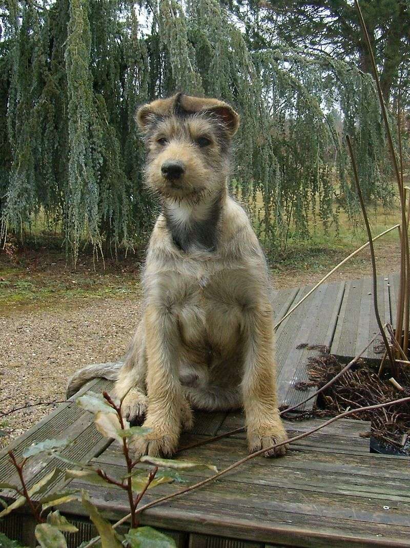 Picardy Shepherd (Berger Picard)