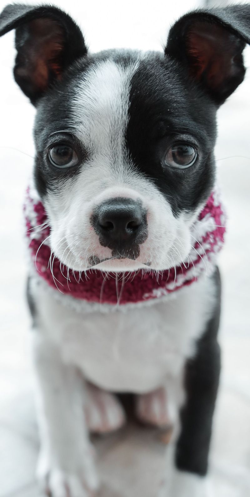 You bought a new vacuum - Your dog may think something deeply suspicious just moved into the house 11 Boston Terrier: The Tuxedoed Comedian
