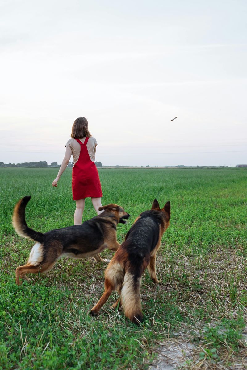 14 Everyday Moments That Show Why Dogs Are Such Close Companions 11 Fetch as a Conversation