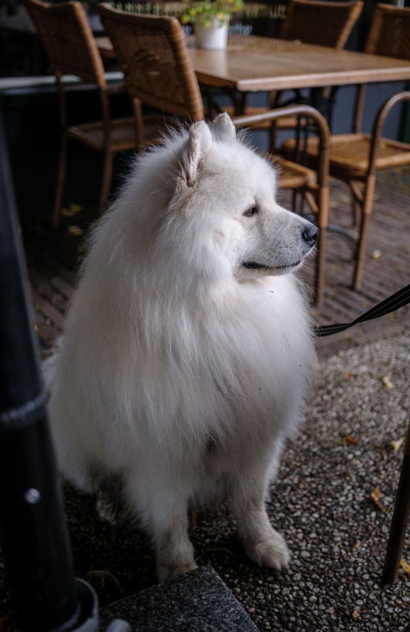 Some dog breeds look impressive - These companions prove themselves in ordinary life 11 Samoyed