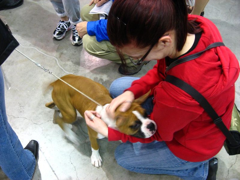 28 Dog Breeds That Show Remarkable Empathy Toward Their Owners 16 Boxer