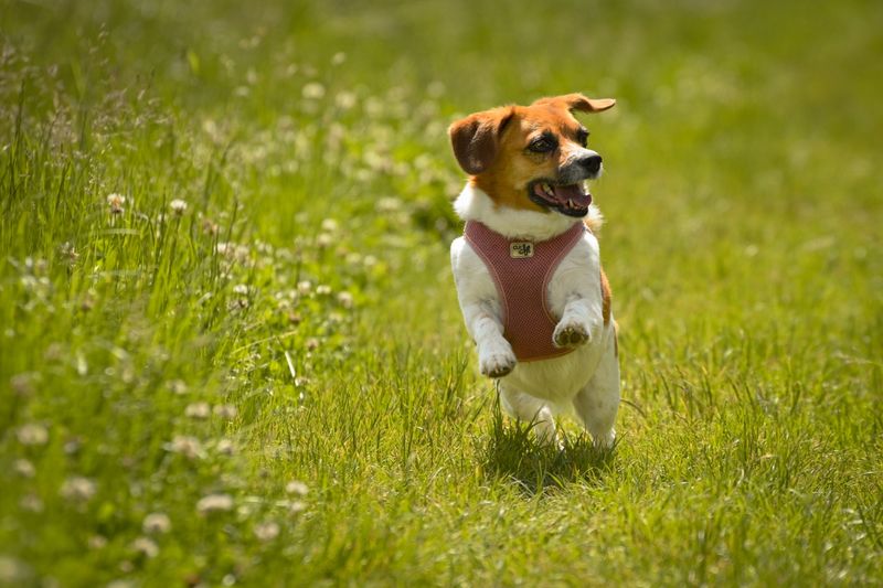 Some dogs lose interest after a few throws - These breeds are often ready for another 12 Jack Russell Terrier