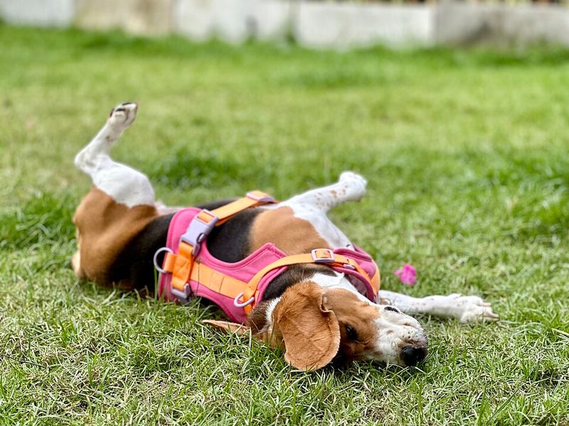 14 dogs that are too often left behind in shelters without a home 9 Beagle