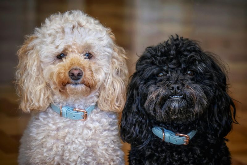 14 Dog Breeds Remarkably Known for Their Human-Like Behaviors 3 Poodle