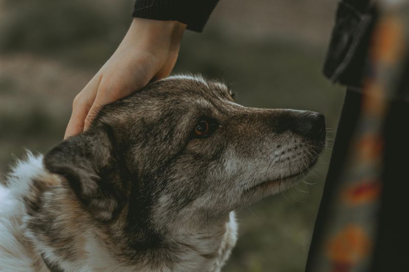 Swedish Vallhund