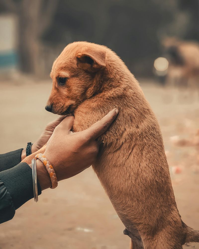 22 Everyday Human Habits That Can Stress Out Your Dog 16 Picking them up without warning