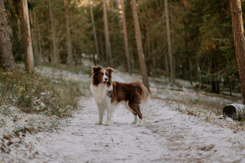 25 Energetic Dog Breeds That Love Hiking and Outdoor Adventures 4 Border Collie