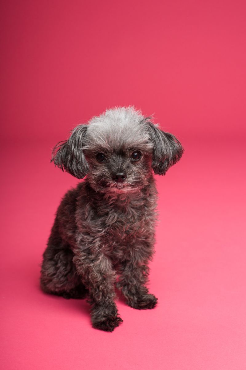 13 dog breeds that prove the best part of ownership isn't always the adventures - sometimes it's the everyday company 14 Miniature Poodle