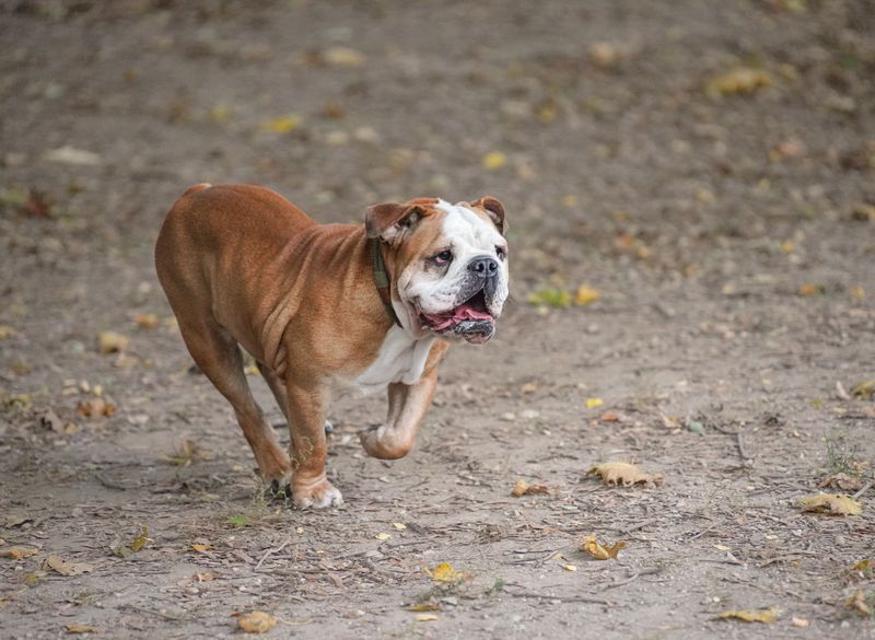 Tiny apartment equals tiny dog? That's one dog-owning rule worth questioning 6 English Bulldog