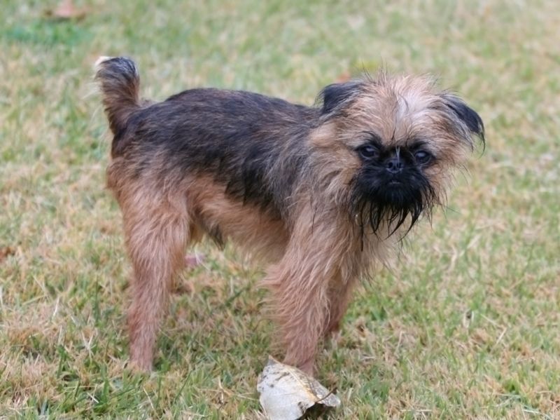 15 tidy dogs that somehow combine cleanliness with a bossy streak 15 Brussels Griffon