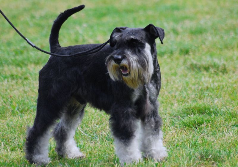 Miniature Schnauzer