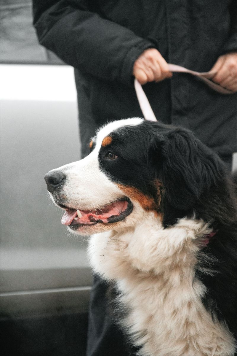 Fluffy, loyal, and calm, these 10 breeds make perfect couch buddies for retirees 9 Bernese Mountain Dog