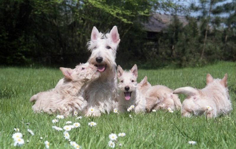Social media can keep its breed of the month - These dogs have something trends can't manufacture 9 Scottish Terrier