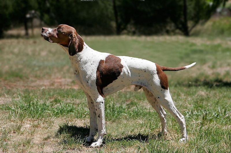 Something moved in the grass - and these 12 dog breeds have already launched the investigation 8 English Pointer