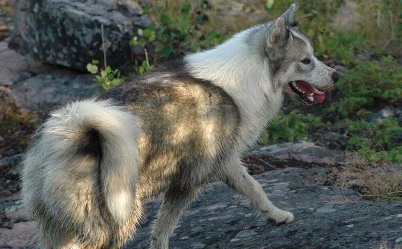 12 breathtaking northern dog breeds with looks straight out of the wilderness 6 Canadian Eskimo Dog